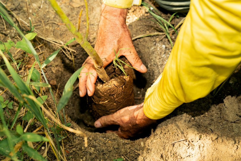 Tree Planting Service