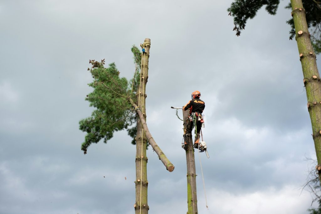 emergency tree service