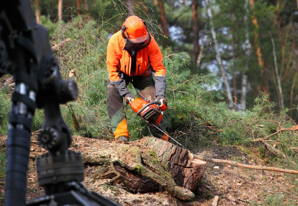 stump removal