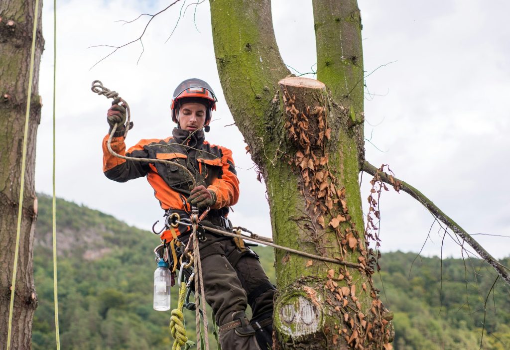 tree cabling