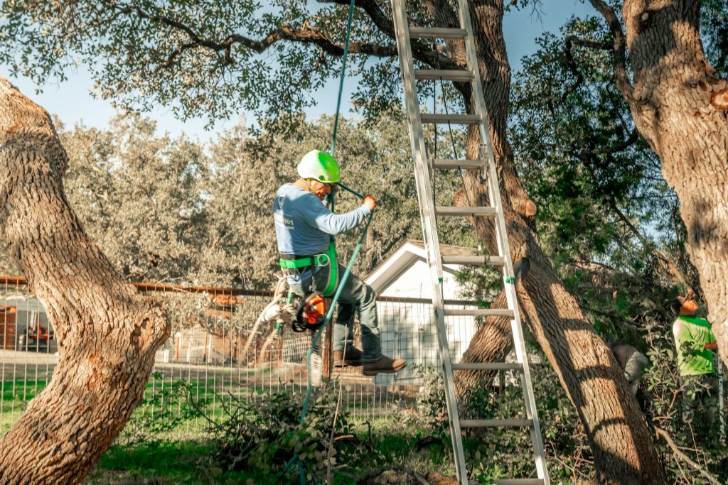DIY Tree Removal