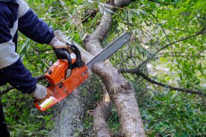 Arborist using a chainsaw to trim a large tree branch, Lapeer tree service