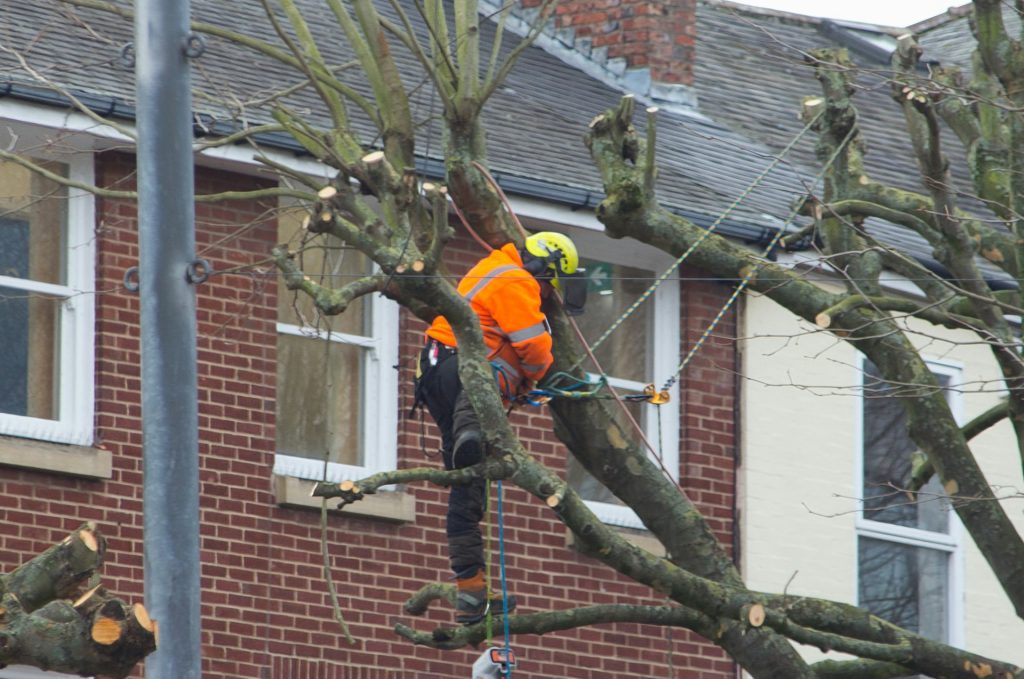 Arborist in orange safety gear prunes a hazard tree, recognizing dangers.