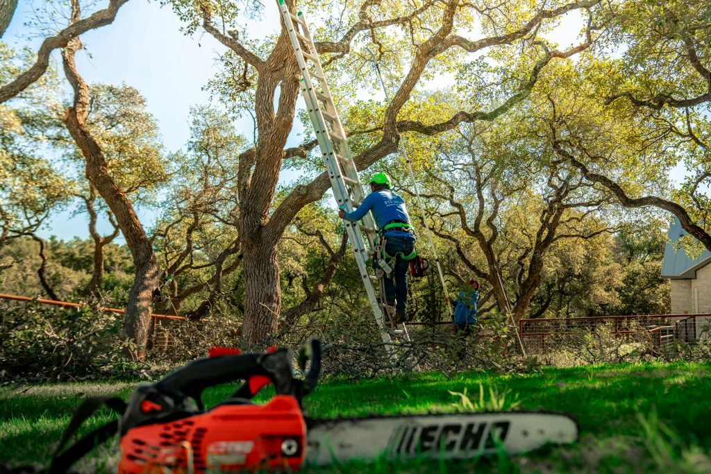 tree service