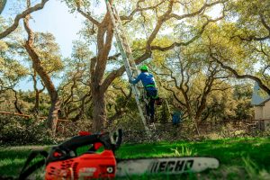 tree service